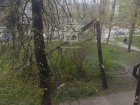 Десять деревьев попадали на землю из-за непогоды в Воронеже