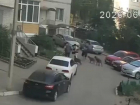 В Воронеже бойцовские псы напали на собачку прямо на глазах у маленькой хозяйки