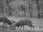 Битва двух оленей за гарем самок в Воронежском заповеднике попала на видео