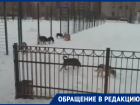 Собачья стая напугала школьников в Воронеже