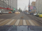 Перебегающую дорогу по "зебре" лису сфотографировали в Воронеже