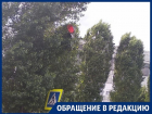 Спрятавшийся в деревьях светофор провоцирует ДТП в Воронеже