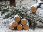 Больше 200 га леса вырубят под Воронежем под древесину