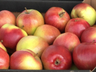 Под Воронежем уничтожили 8 тонн яблок из Польши
