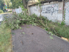 Рухнувшее дерево перегородило дорогу пешеходам на севере Воронежа