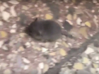 Скоро бабушки будут с крысами за колбасу драться! – воронежец снял на видео незваного гостя в «Магните»
