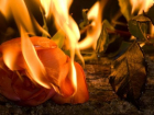 В аэропорту Воронежа сожгли 500 цветов из Армении