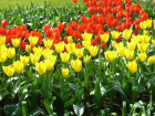 Будущей весной в Воронеже распустятся 77,6 тысяч тюльпанов