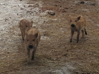 Две пары кабанов принесли потомство в воронежском зоопитомнике