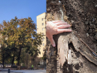 На бульваре Карла Маркса стали засыхать деревья с отрубленными корнями