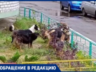 "Бегают по дворам, а отдыхают на детской площадке": как бродячие собаки довели жительницу Воронежа