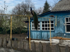 Гордого павлина на газовой трубе заметили в воронежском Сомово
