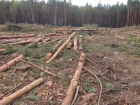 Кто наложил лапу на лес на окраине Воронежа? 
