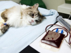 В Воронеже ищут донора для кошки больной анемией