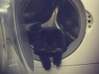 Воронежский кот-космонавт готовится к полету в стиральной машине