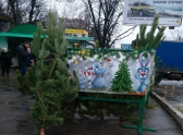 Несанкционированный елочный базар на остановке "Волгоградская" (Левобережный район)