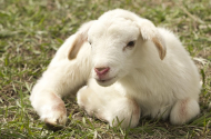 Комбикорм и кормовые добавки для овец и коз - 