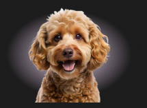 СКИДКА 30% на все услуги + ванночка NANOBUBBLES для вашего питомца в SPA&Groomer «Собачье дело» при первом посещении!