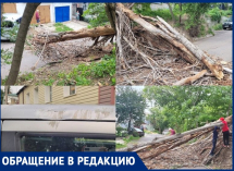 Упавшее сухое дерево повредило машину и вызвало коммунальный хаос в Воронеже