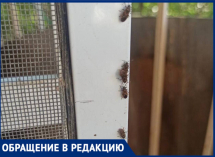 Сосущий вредитель беспокоит жителей Воронежа