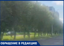 «Какая она красивая», - о приговоренной к уничтожению рябиновой аллее рассказала жительница Воронежа