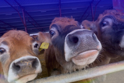 Крупнейшая в России партия племенных телят отправилась из Воронежской области в Казахстан