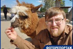 Как проходит фестиваль альпак под Воронежем
