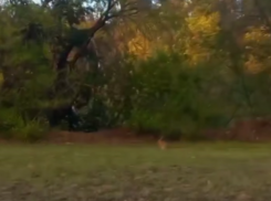 Диковинный гость замечен в воронежской парке