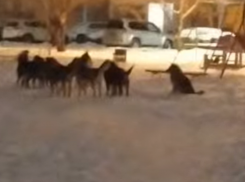 «Могут кого-нибудь загрызть»: свора собак едва не набросилась на женщину в Воронеже