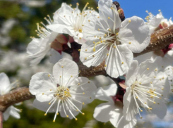 Опубликован план мероприятий на 1 Мая в Воронеже 