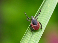 В Воронежской области клещи могут быть переносчиками менингита
