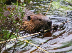 В Воронежском заповеднике будут отмечать День Бобра