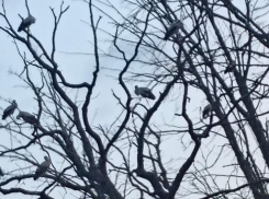 «Это аисты?»: непонятные птицы «сломали» воронежцев