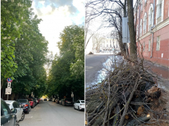 Обрезанная каштановая аллея на Комиссаржевской – было/стало