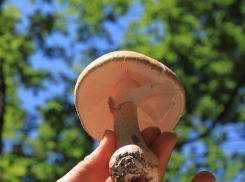 В Воронеже ребенок в детском саду угощал грибами других детей:12 малышей в больнице