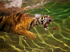 В Воронеже открывается фотовыставка  National Geographic