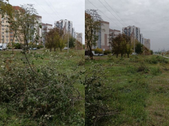 Варварское уничтожение молодняка акаций запечатлели в воронежском Шилово