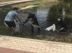 Со дна озера в Воронеже подняли четыре тележки из супермаркета