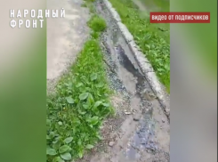 Фекальные потоки регулярно заливают воронежский лесной массив