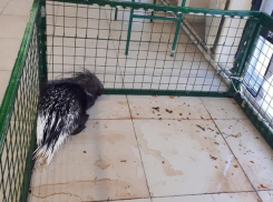 «В лужах мочи»: воронежцы сообщили о жутких условиях передвижного зоопарка      