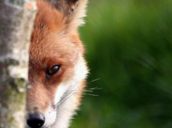 Житель Воронежской области засмотрелся на лису и попал в ДТП, где погибла женщина
