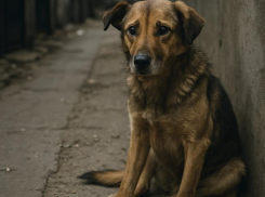 Чиновники запустили опрос об эвтаназии животных в Воронежской области