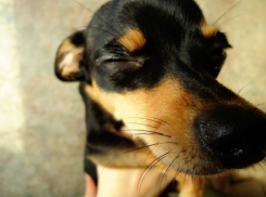 Четырнадцатый участник конкурса Анна Чарикова и ее той-терьер Найв (ФОТО-ИСТОРИЯ)