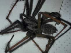 Пауки размером со спичечный коробок держат в страхе воронежцев