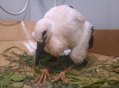 Воронежская семья спасла аистенка Гришу от гибели