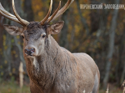 Браконьеры застрелили оленя и ранили его самку в Воронежском заповеднике