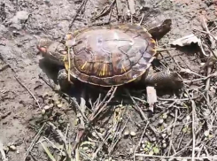 О новой черепашьей смерти рассказали на видео воронежцы