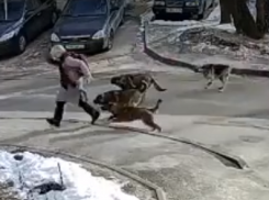 Нападение стаи собак на девочку попало на видео в Воронеже 