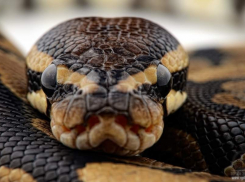 Жительница Воронежской области нашла на мусорке удава