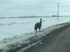 Удивительное появление эму сняли на трассе в Воронежской области